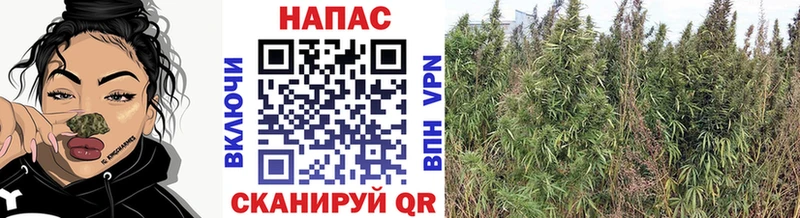 Конопля планчик  купить   дарк нет какой сайт  Георгиевск 